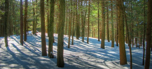 Hoofd categorieën bomen